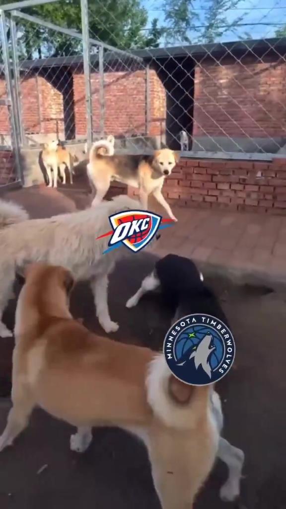 太有活了！美媒惡搞：狗王雷霆嚇退掘金灰熊，把森林狼按地上